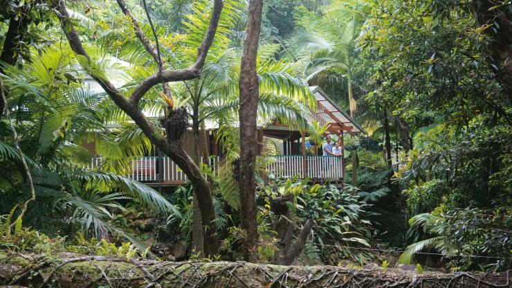 昆士蘭州戴恩樹國家公園考驗角(Cape Tribulation)©昆士蘭州旅遊及活動推廣局 昆士蘭州戴恩樹國家公園考驗角(Cape Tribulation)©昆士蘭州旅遊及活動推廣局
