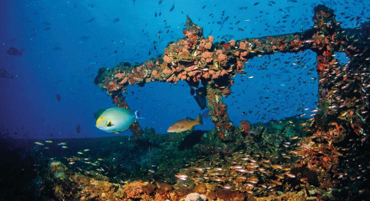 Yongala Shipwreck, Townsville, QLD © Tourism Queensland