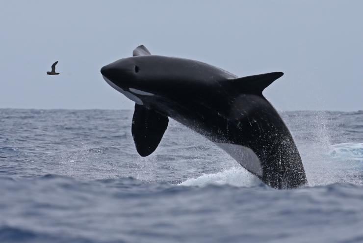 An orca breaching in Bremer Canyon near Bremer Bay © Naturaliste Charters