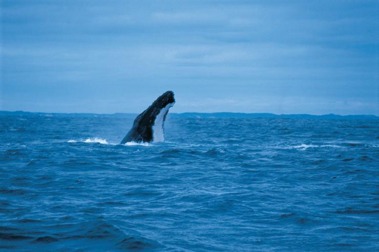 西オーストラリア州、オーガスタ近くのホエール・ウォッチング © Tourism Western Australia