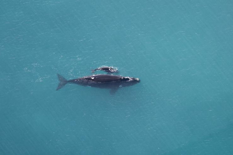 Humpback Whale with baby © South Australian Tourism Commission