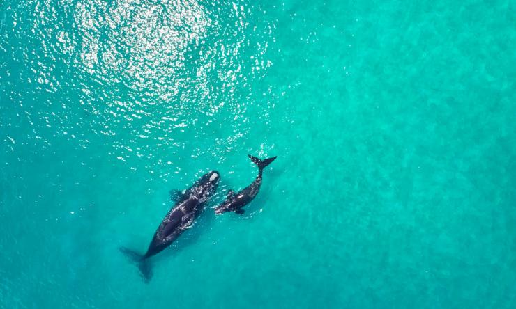 Aerial view of a mother and baby whale in the ocean © Australia's South West