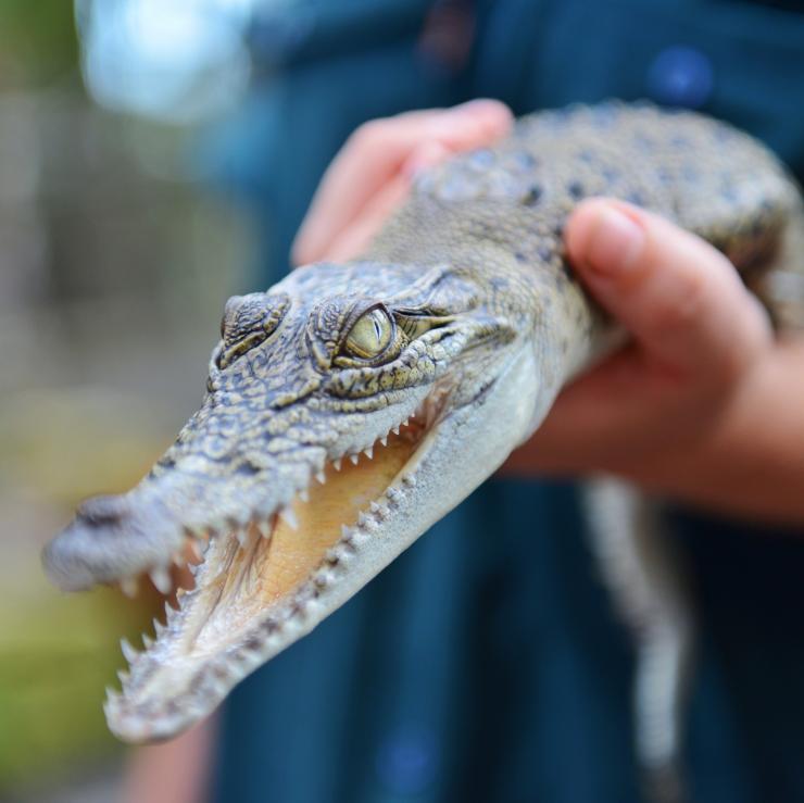 Ein Babykrokodil im Northern Territory © Pirie Bath Photography