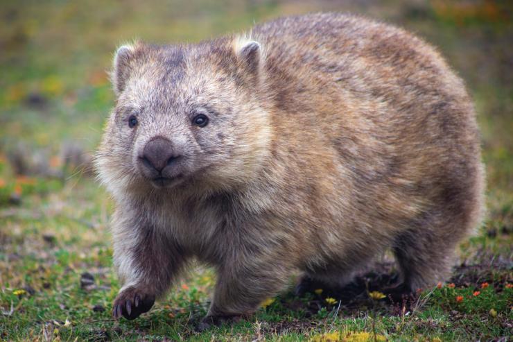 Wombat on Maria Island © Maria Island Walk / Great Walks of Australia