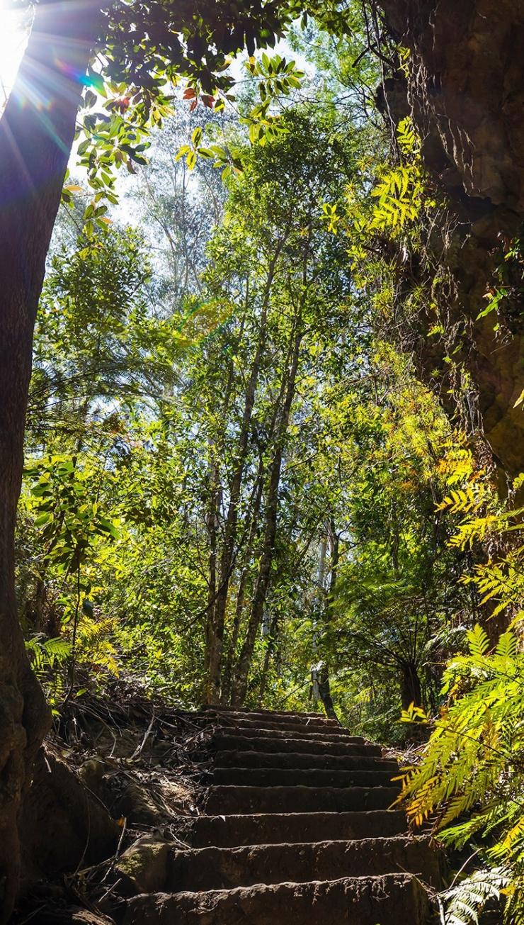 Grand Canyon Walking Track, Blue Mountains, New South Wales © Destination NSW