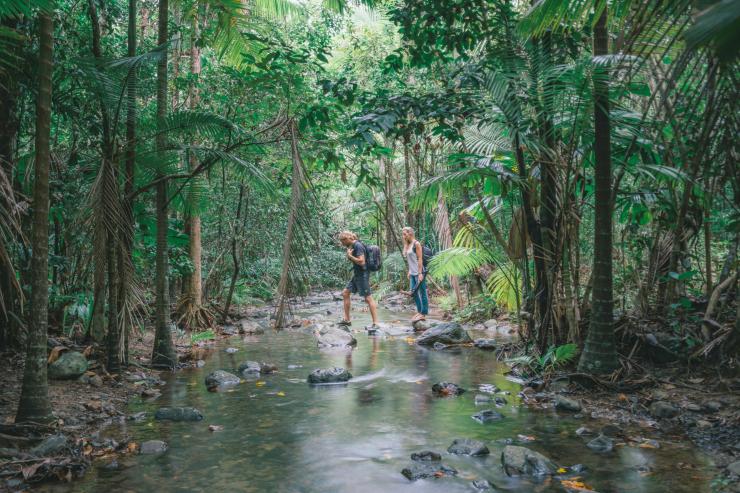 Daintree Rainforest, Tropical North Queensland, QLD © Tourism Tropical North Queensland