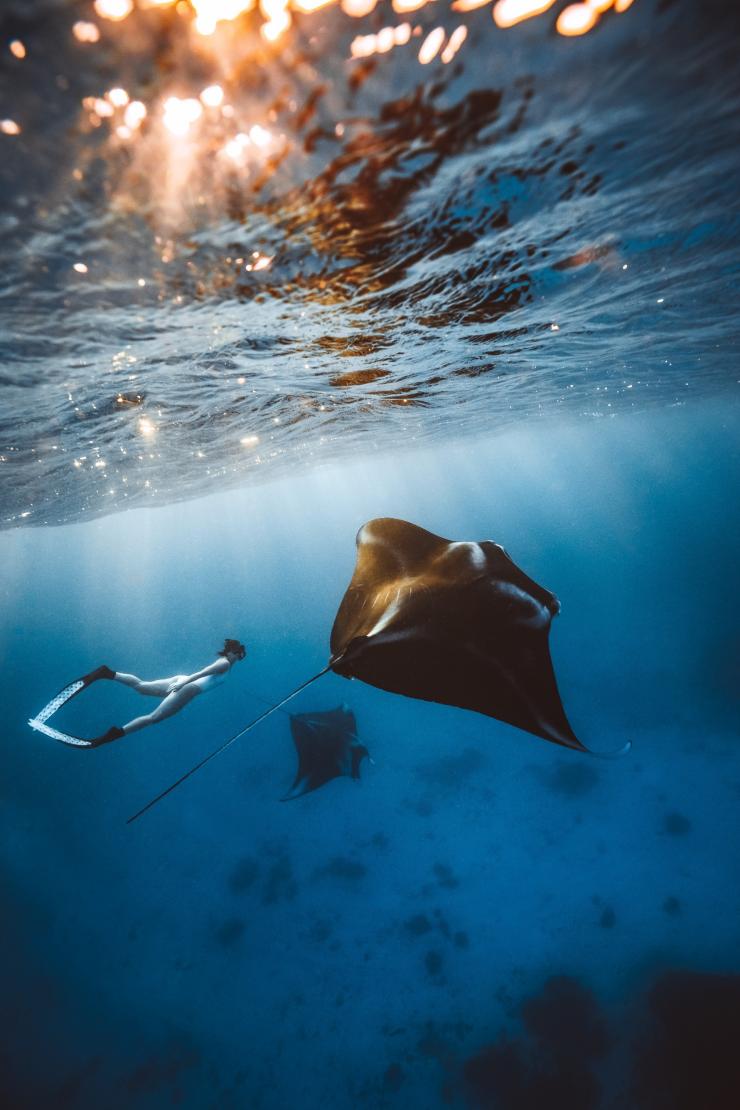 Lady snorkelling with a couple of manta rays, off Lady Elliot Island, Queensland © Tourism and Events Queensland