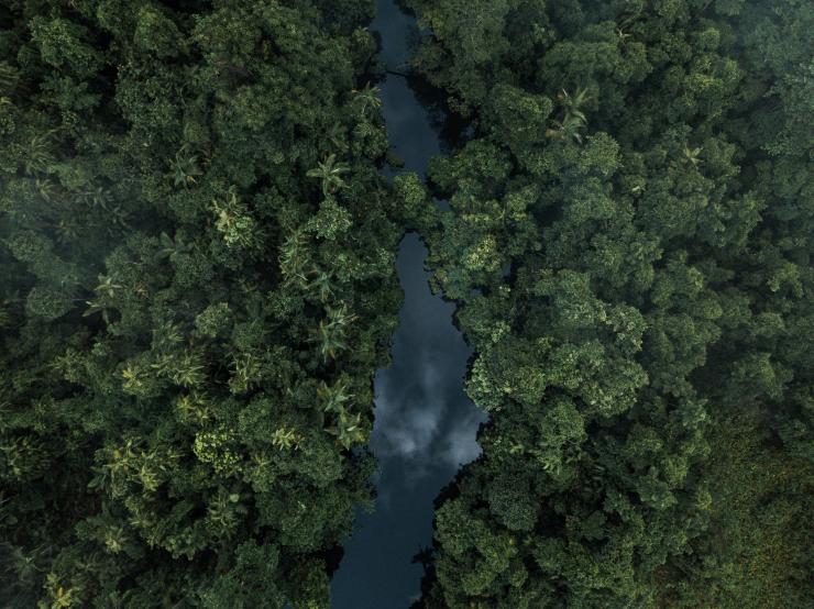 Daintree Rainforest, Queensland © Tourism Australia