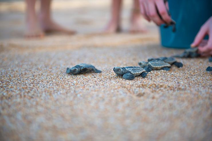 Mon Repos Conservation Park, Mon Repos, QLD © PIRIE BATH PHOTOGRAPHY