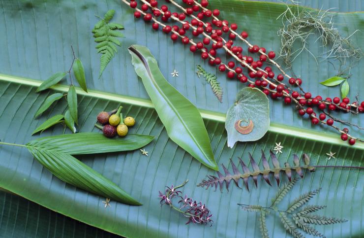 Bush Tucker © Tourism Australia