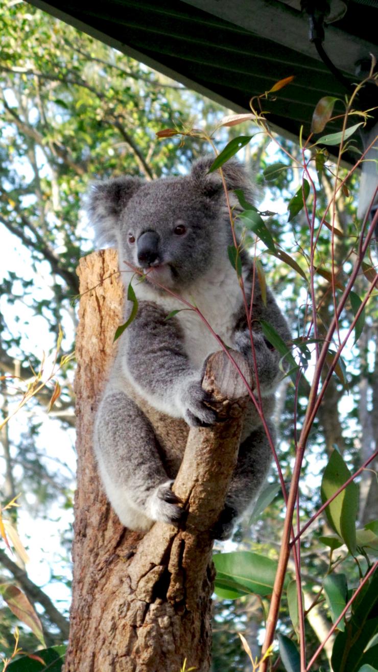 Koala at Taronga Zoo, Sydney, New South Wales © Tourism Australia