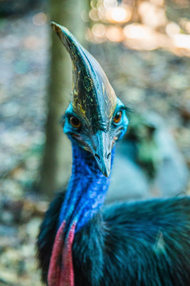 A cassowary at WILD LIFE Sydney Zoo © Tourism Australia