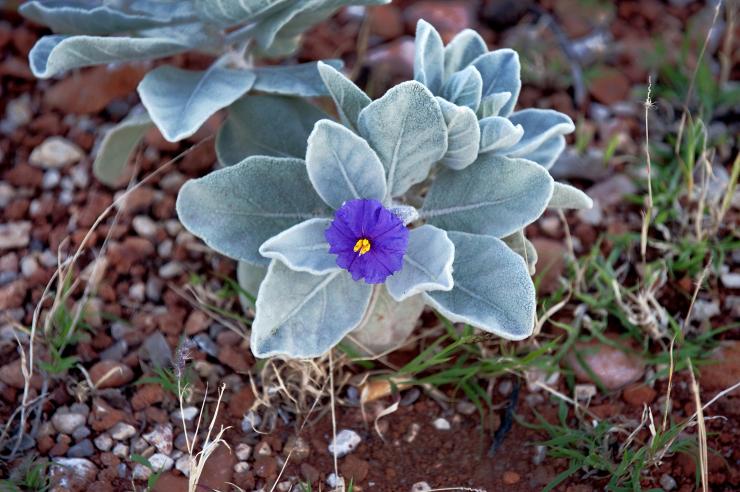 Wildflowers, Cape Range National Park, WA © Australia's Coral Coast