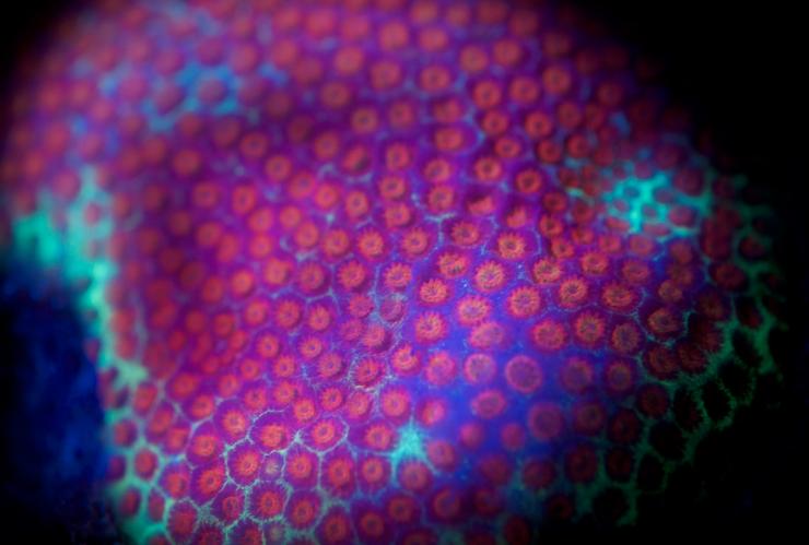 Fluoro-Tauchen, Divers Den © Entrada Travel Group