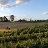  Eine Gruppe bei einem Spaziergang mit Fahrrädern entlang des Clonakilla Weinbergs, Murrumbateman, New South Wales © Destination NSW