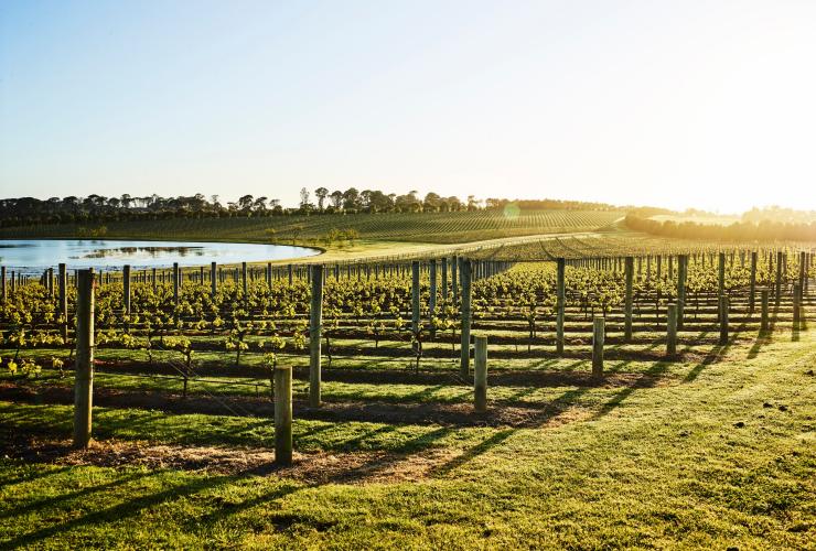 Die Weinberge von Pt. Leo Estate, Mornington Peninsula, Victoria © Anson Smart