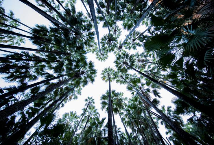 Zebedee Springs, El Questro Wilderness Park, Westaustralien © Tourism Western Australia