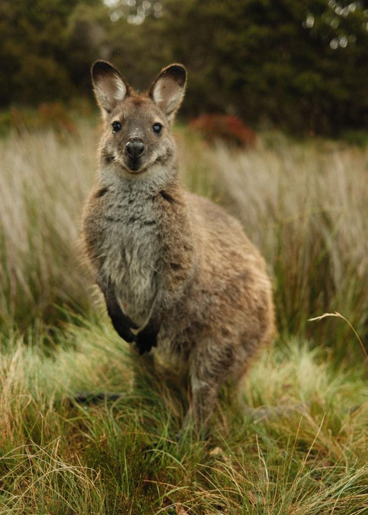 Rotnackenwallaby, Overland Track, Cradle Mountain-Lake St Clair National Park, Tasmanien © Blake Lisk - Pillar Creative