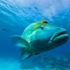 Eine Frau schnorchelt unter Wasser mit zwei Mantarochen in der Nähe von Lady Elliot Island, Great Barrier Reef, Queensland © Tourism and Events Queensland