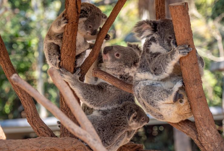 Koala, Lone Pine Koala Sanctuary, Queensland © Tourism Australia