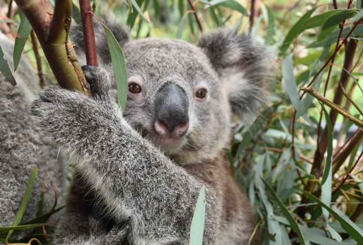 Australian Reptile Park, New South Wales © Australian Reptile Park