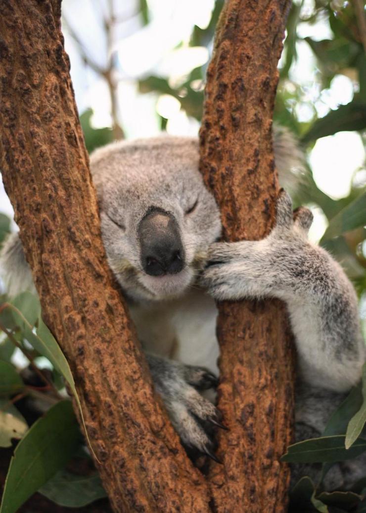 Lone Pine Koala Sanctuary, Brisbane, Queensland © Lone Pine Koala Sanctuary