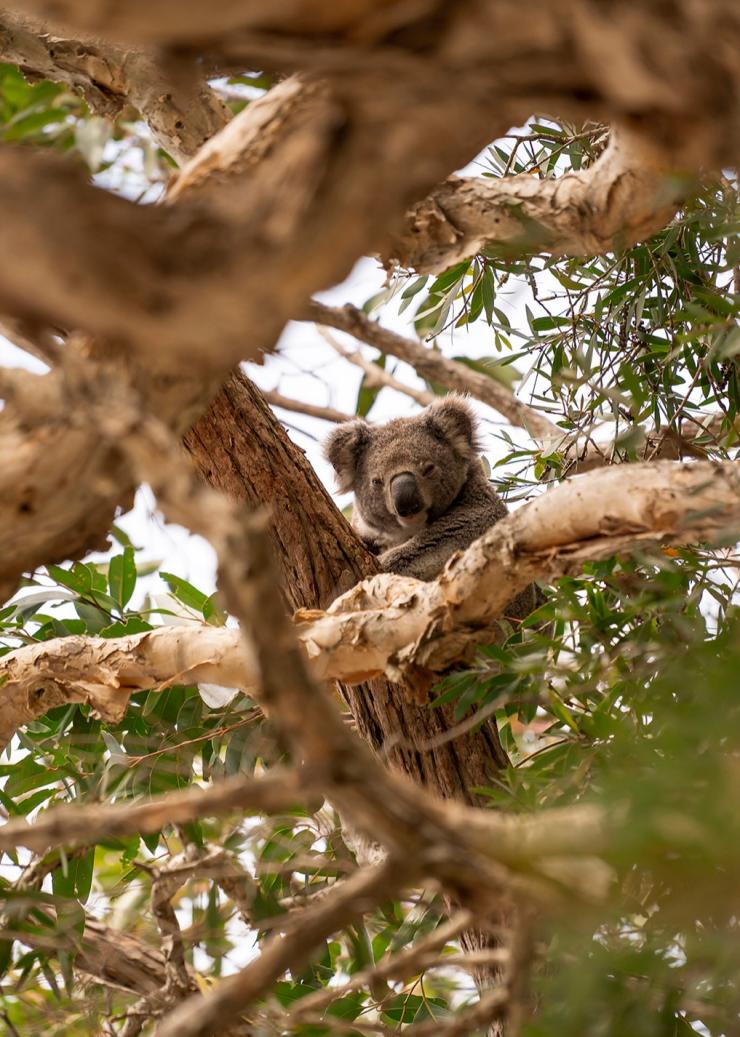 Tilligerry Habitat Reserve, Tanilba Bay, New South Wales © Rob Mulally