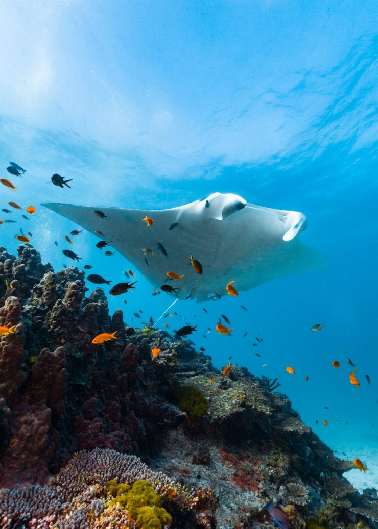 Lady Elliot Island, Great Barrier Reef, Queensland © Tourism and Events Queensland