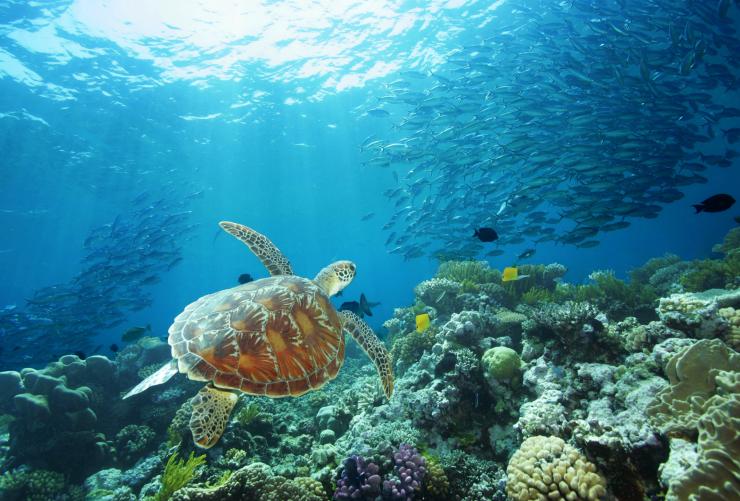 Great Barrier Reef, QLD © David Miller