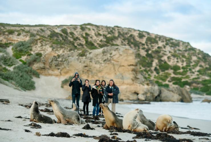 Seal Bay, Kangaroo Island, South Australia © Heidi Who? photos