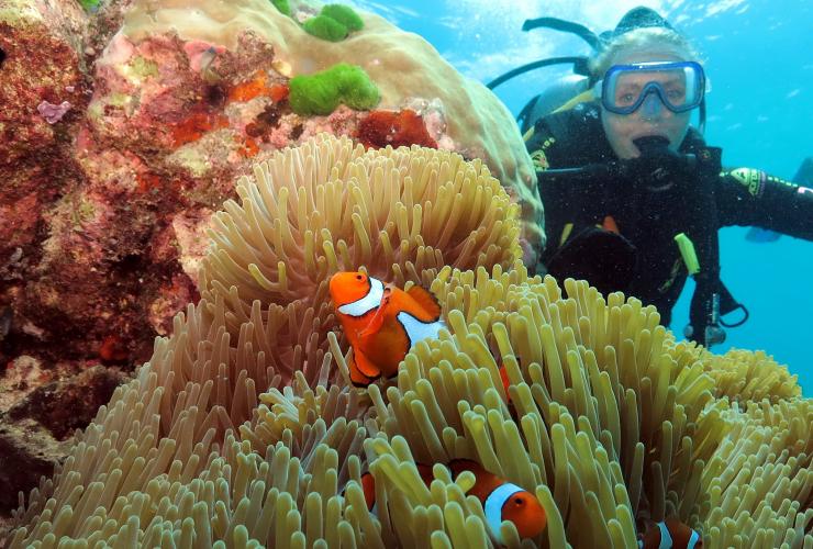Clownfish on a dive tour,  Poseidon Cruises, Agincourt Reef, Great Barrier Reef, QLD © Quicksilver Group