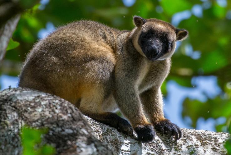 Tree kangaroo on a branch with leaves in the background during an FNQ Nature Tour, Atherton Tablelands, Queensland © FNQ Nature Tours/James Boettcher