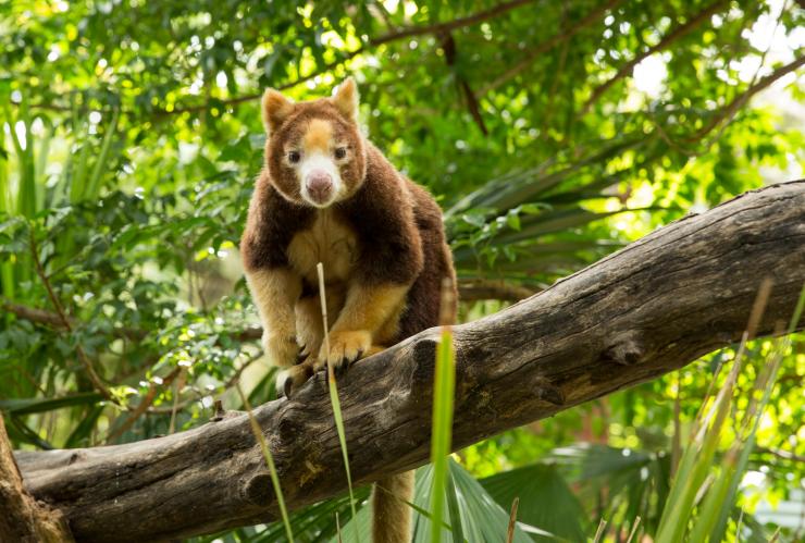 Tree Kangaroo seated on a branch among green leaves at Adelaide Zoo, Adelaide, South Australia © Tourism Australia