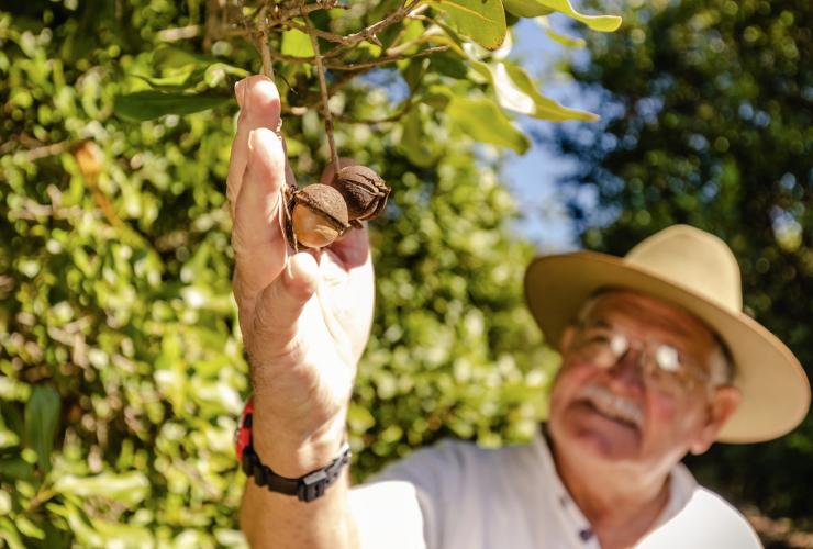 Macadamias Australia, Bundaberg, Queensland © Tourism Australia