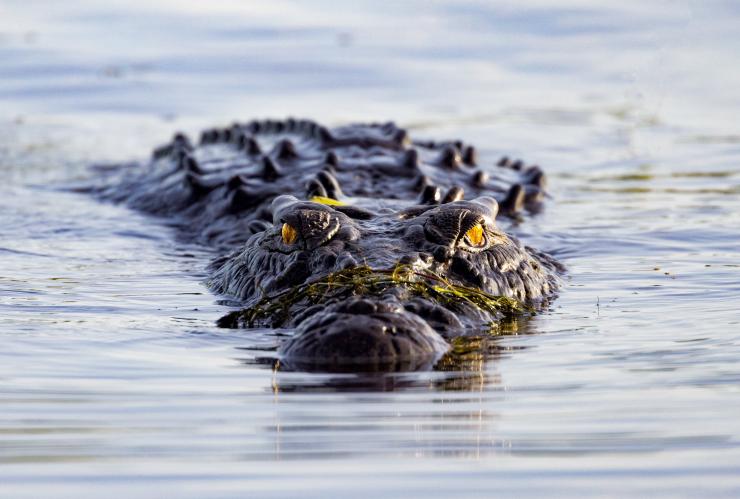 Yellow Water Cruises, Kakadu National Park, Northern Territory © Tourism Australia/Nicholas Kavo