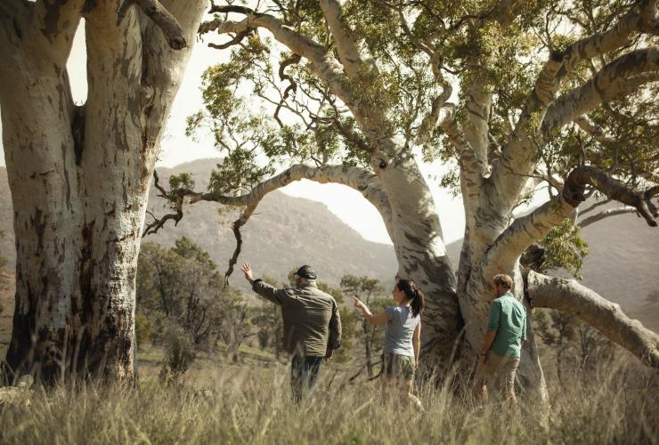 Wilpena Pound Resort, Flinders Ranges, South Australia © Tourism Australia