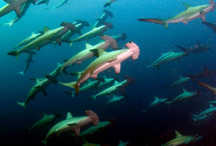 Hammerhead sharks, South West Rocks Dive Centre, South West Rocks, New South Wales © South West Rocks Dive Centre