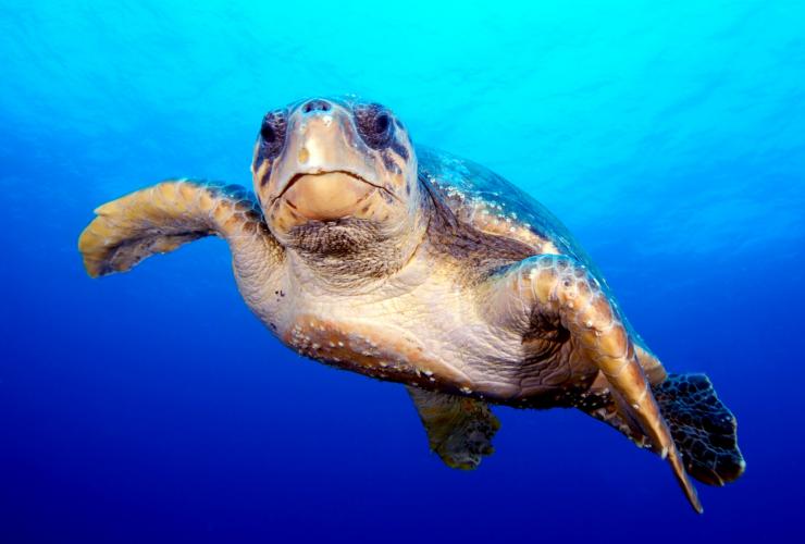 Turtle, South West Rocks Dive Centre, South West Rocks, New South Wales © South West Rocks Dive Centre