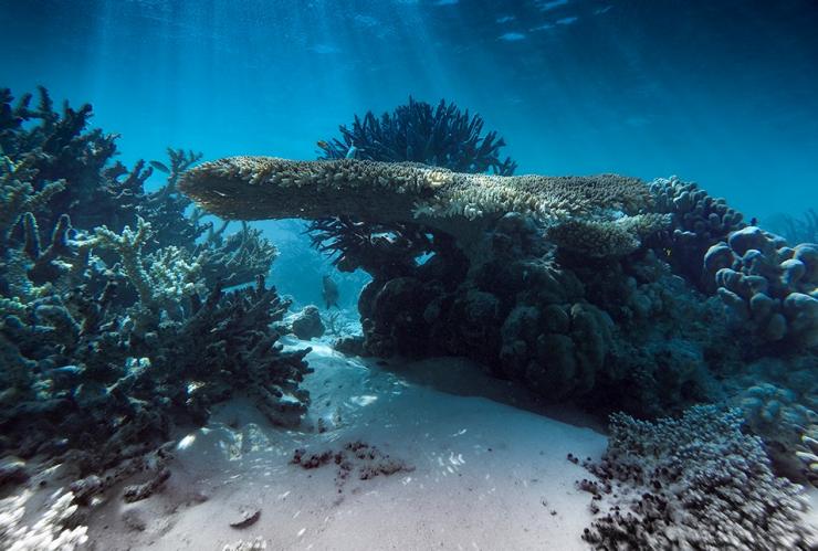 Snorkelling, Rowley Shoals, Western Australia © Tourism Australia