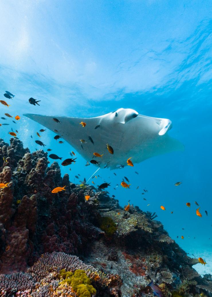 Lady Elliot Island, Great Barrier Reef, Queensland © Tourism and Events Queensland