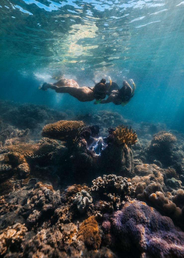 Reef Sprinter, Low Isles, Queensland © Tourism and Events Queensland