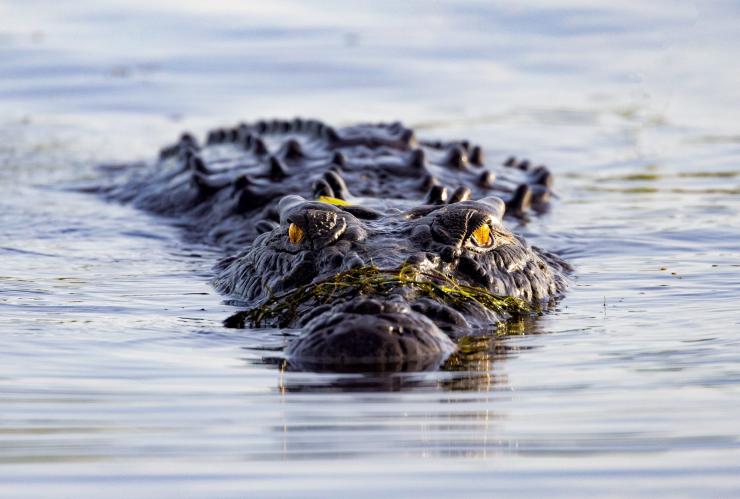 Crocodile, Kakadu National Park, NT © Tourism Australia