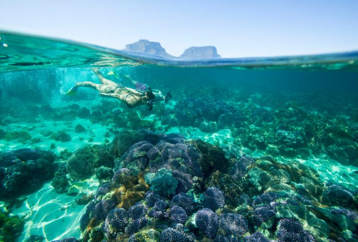 Snorkelling, Lord Howe Island, NSW © Trevor King/Destination NSW