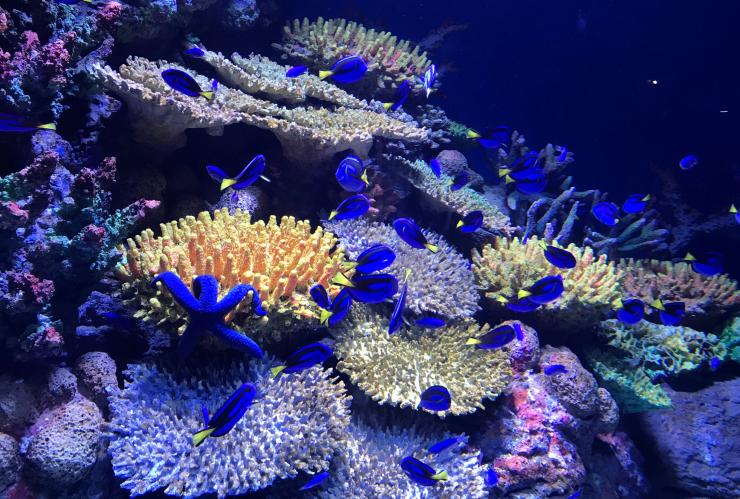 Cairns Aquarium, Cairns, Queensland © Cairns Aquarium