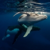 Humpback whales, Dive Jervis Bay, Jervis Bay, NSW © Dive Jervis Bay