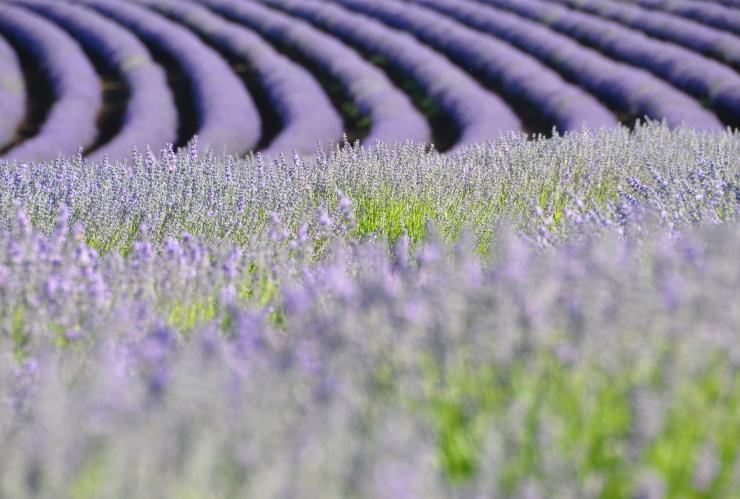 Bridestowe Lavender Estate, Tasmania © Bridestowe Lavender Estate