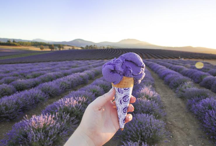 Bridestowe Lavender Estate, Tasmania © Bridestowe Lavender Estate