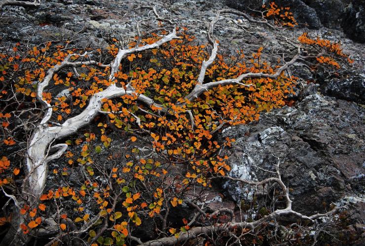 Fagus, Mt Murchison, Tasmania © Tourism Tasmania