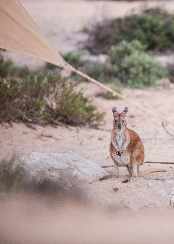 Wallaby at Sal Salis, Ningaloo Reef, WA © Sal Salis Ningaloo Reef