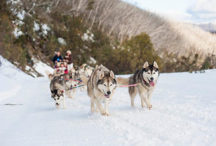 Dog Sled at Mt Buller, VIC © Andrew Railton